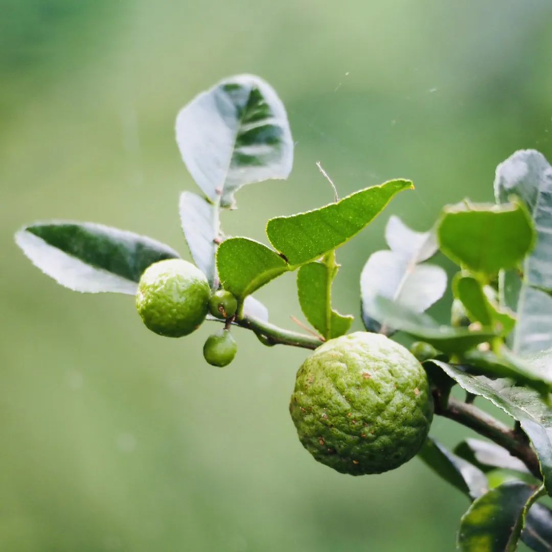 Pohon Jeruk Purut yang Serbaguna!
