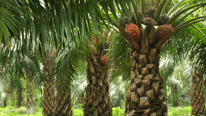 Pohon Kelapa Sawit