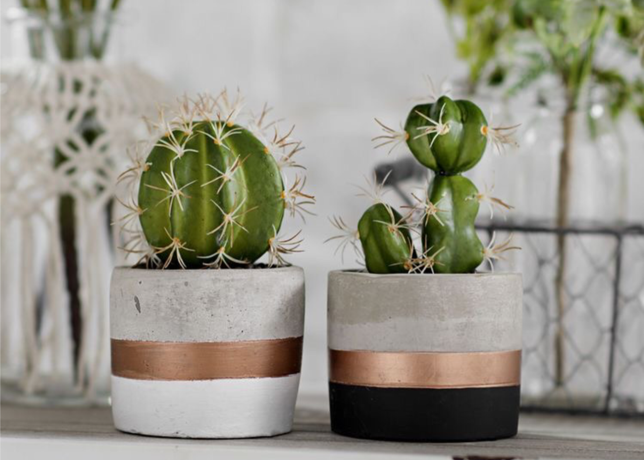 Kaktus di Indonesia: Kenapa Jarang Ada?