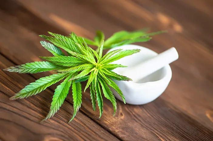 Ganja Obat atau Narkoba?