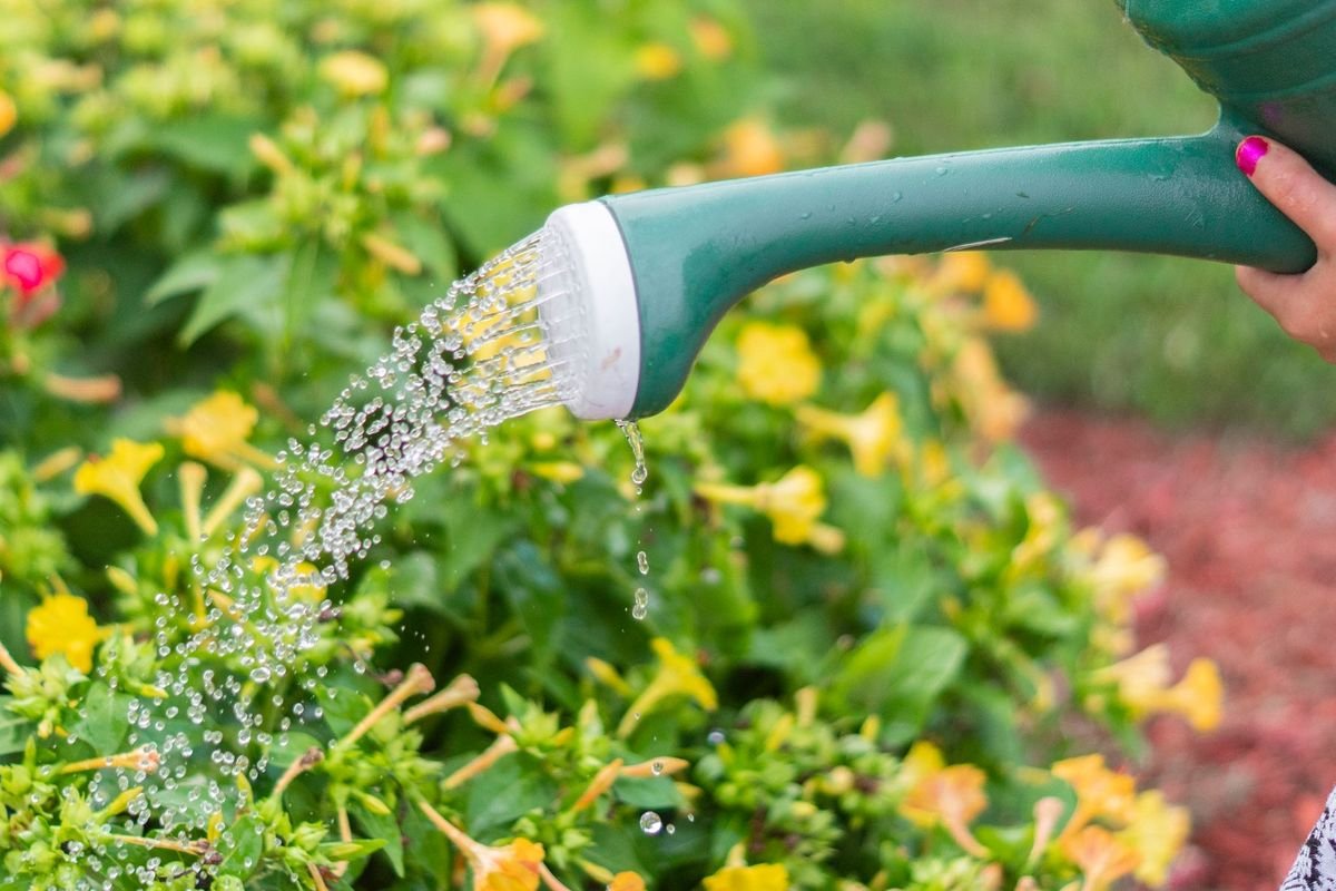 Cara yang Tepat Menyirami Tanaman Berdasarkan Jenisnya