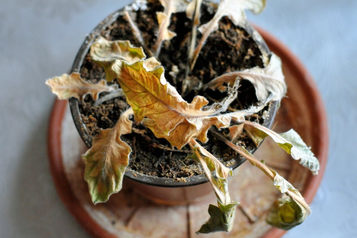 Menghidupkan Tanaman yang Hampir Mati