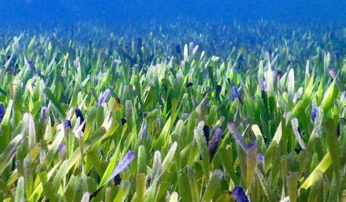 Tanaman DI Laut Bagaimana Hidup