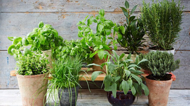 Mengatasi Hama Tanaman dengan Bahan Alami