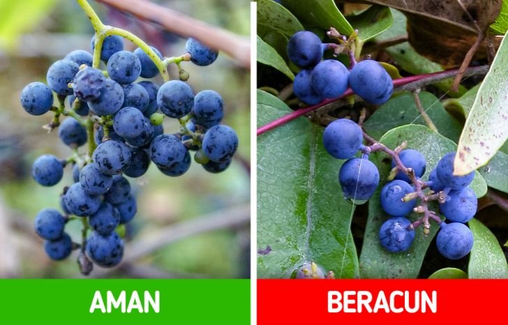 Membedakan Buah Beracun dengan Buah yang Bisa Dimakan