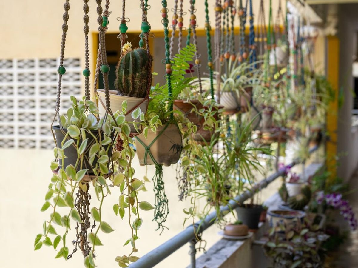 Tanaman Hias Gantung yang Cocok untuk Dalam Ruangan