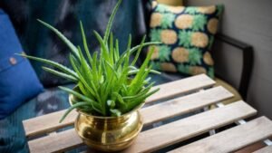 air purifying plants