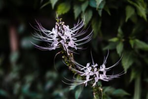 manfaat tanaman kumis kucing