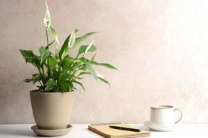 tanaman untuk meja kantor