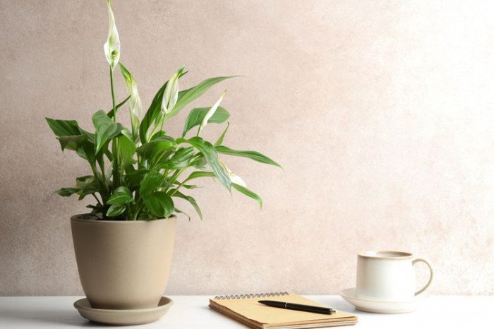 Tanaman untuk Meja Kerja yang Terkena AC Langsung