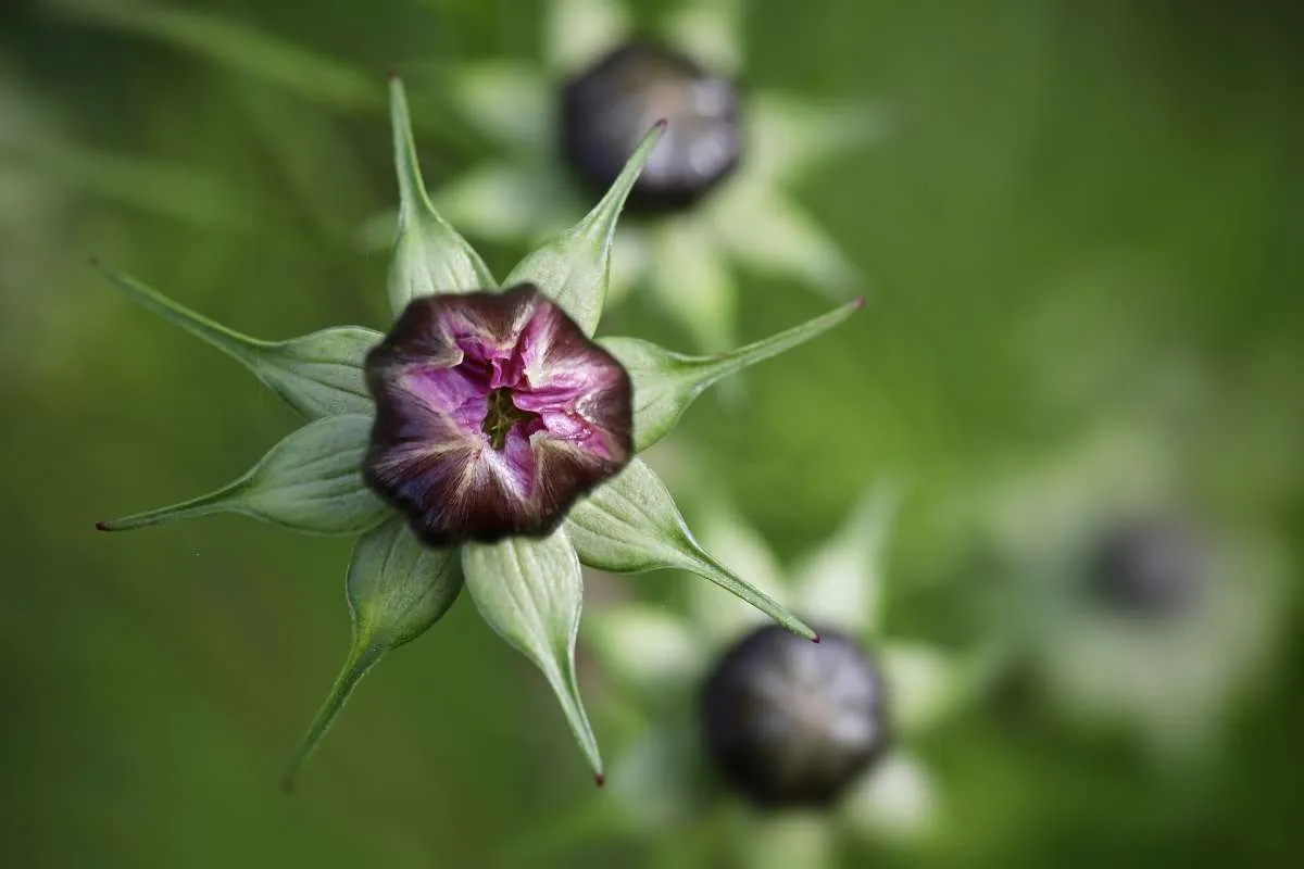 Tanaman Gak Mau Berbunga Padahal Sudah Dipupuk