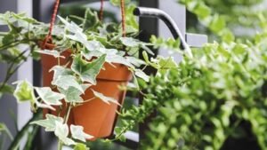 cara merawat tanaman saat