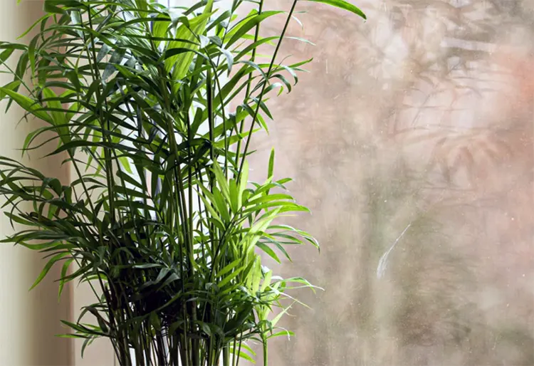 Cara Membuat Rumpun Bambu Hias di Pekarangan