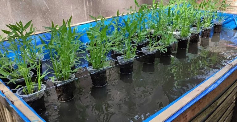 Aquaponik: Kolam Ikan yang Menyiram Kebun Sayuran