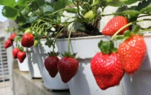 menanam stroberi