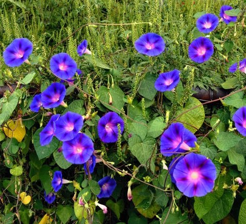 Bagaimana Bunga Morning Glory Ubah Nektar Saat Lebah Datang