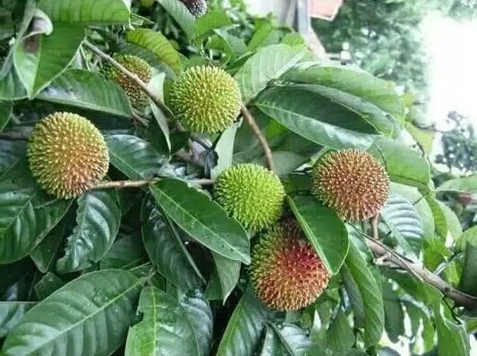 Teknik Panen yang Benar agar Rambutan Tidak Cepat Busuk