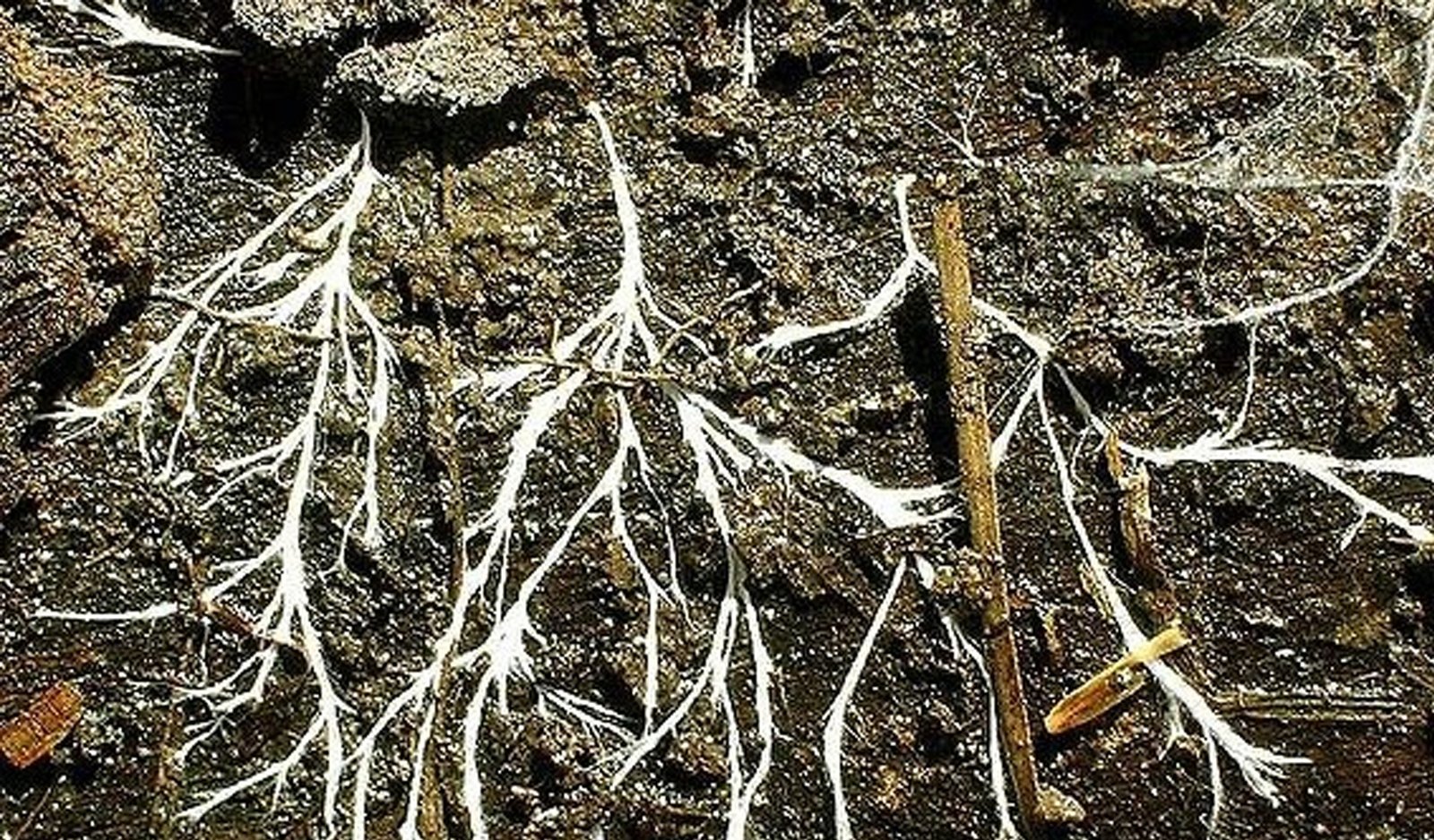 Hubungan Mutualisme Akar Tanaman dengan Jamur Mikoriza