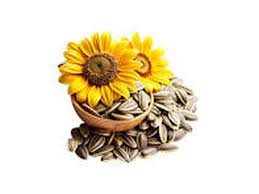 Bisnis Budidaya Bunga Matahari