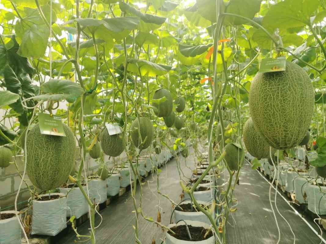 Panduan Budidaya Melon di Lahan Terbuka