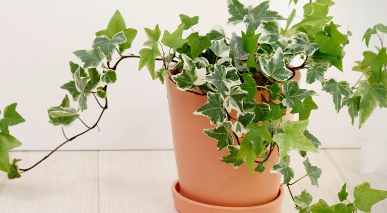 Tanaman Penjernih Udara dalam Ruangan