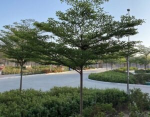 tanaman pencegah erosi