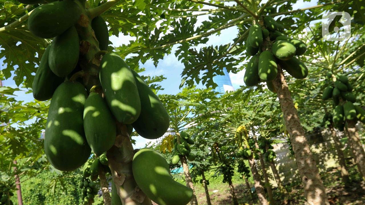 Teknik Penyemaian Bibit Pepaya dari Biji Unggul