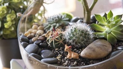 Terrarium Kaktus: Seni Merangkai Kaktus dalam Wadah Kaca