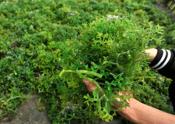 Cara Budidaya Rumput Laut untuk Pemula