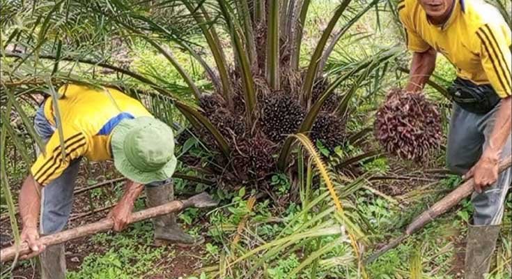 Kastrasi pada Kelapa Sawit: Bunga dan Buah Muda Harus Dibuang