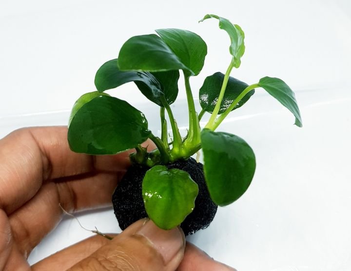 Anubias: Tanaman Air Kuat yang Cocok untuk Pemula