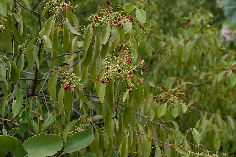 Cendana: Kayu Wangi yang Semakin Langka