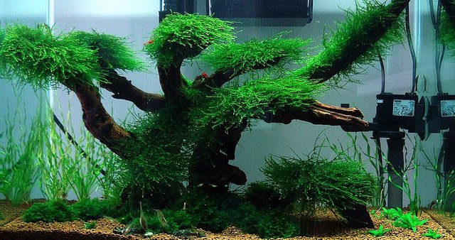 Java Moss: Tanaman Air Serbaguna untuk Aquascape
