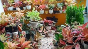 peluang bisnis tanaman