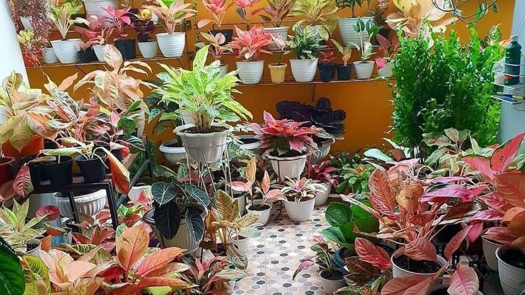 Peluang Bisnis Tanaman Hias Bunga