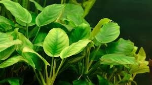 anubias