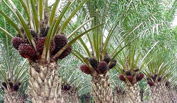 Pelepah Sawit untuk Pakan Ternak dan Kerajinan Anyaman