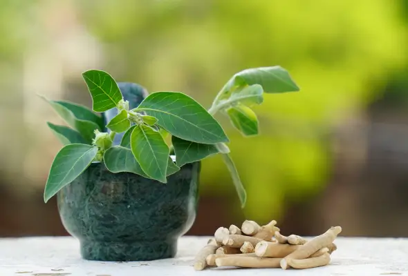 Ashwagandha
