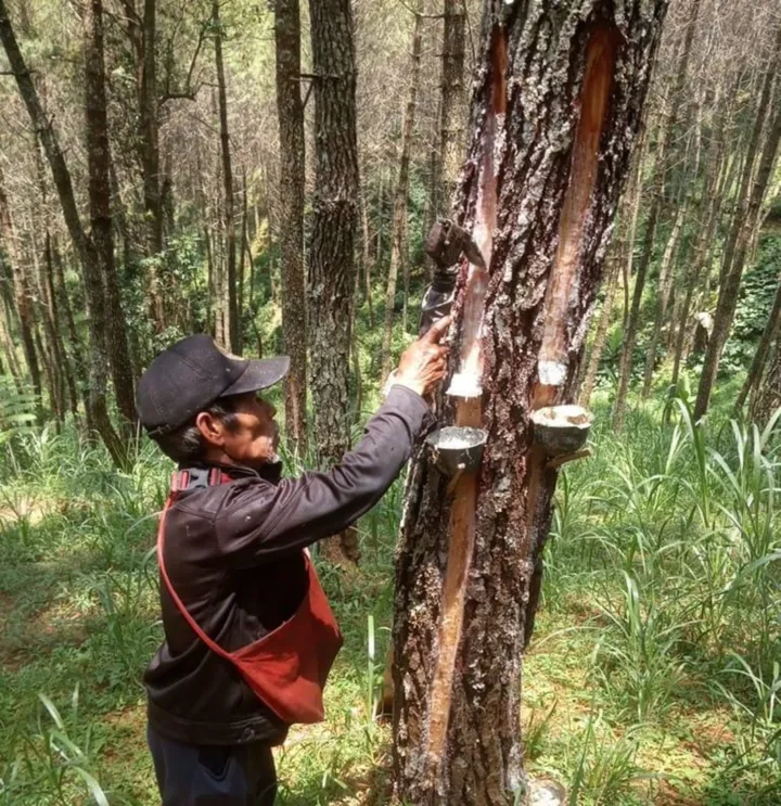 Getah Pinus: Proses Pengambilan dan Manfaatnya