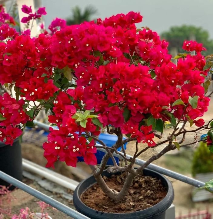 Rahasia Bougenville Rajin Berbunga Sepanjang Tahun