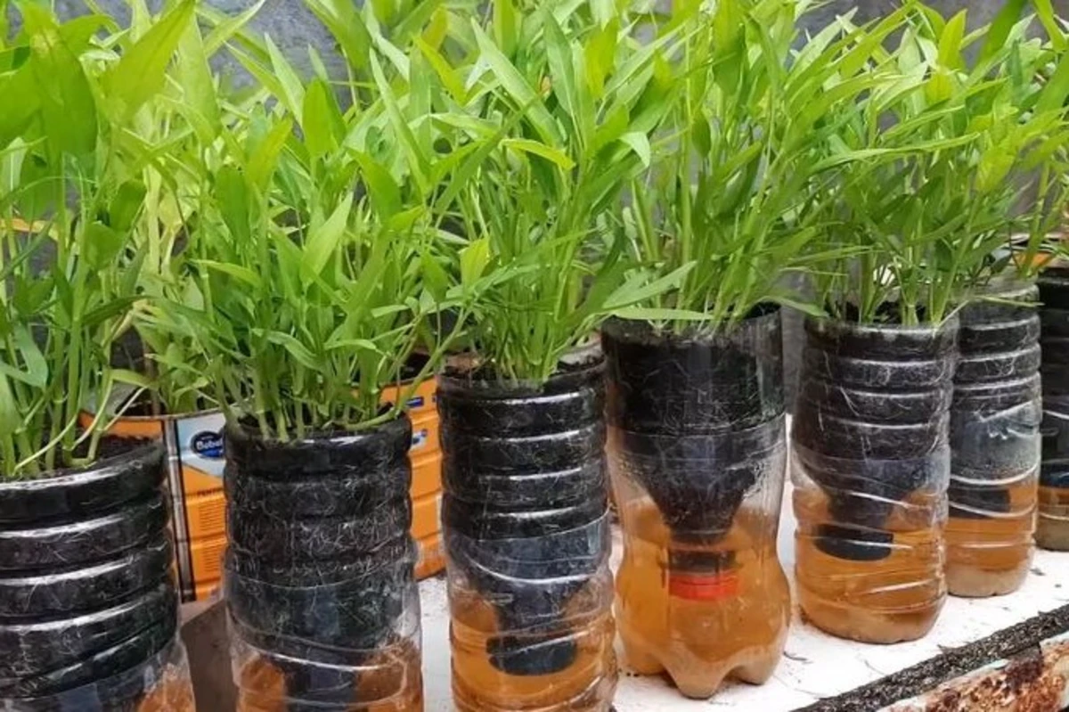 Kangkung Hidroponik dengan Botol Bekas