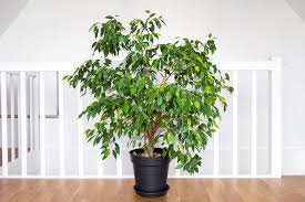 Ficus: 