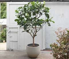 Ficus: Tanaman Hias untuk Ruangan Besar