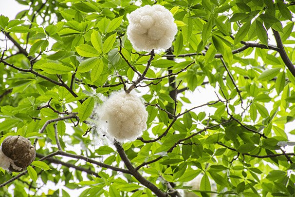 Pohon Kapuk: Penghasil Serat Alami dengan Bunga Cantik