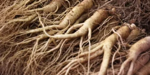 cara menanam ginseng