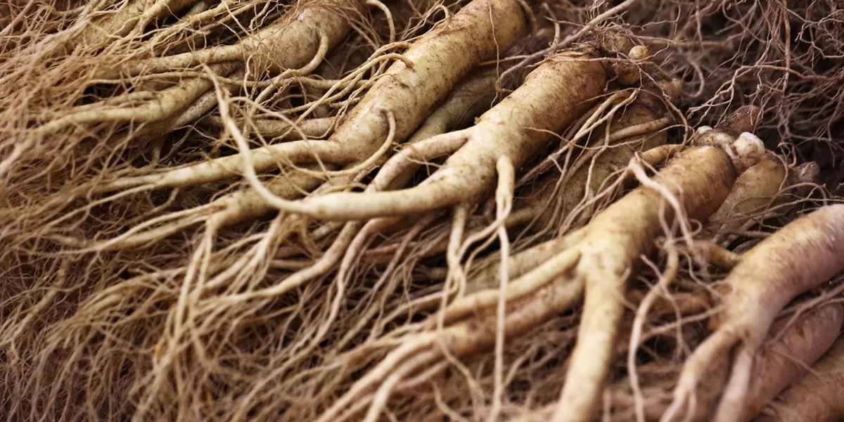 Cara Menanam Ginseng di Dataran Rendah, Mungkinkah?
