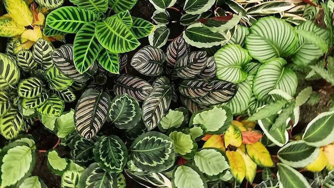 Alocasia: Tanaman Daun Unik dengan Harga Mencapai Jutaan