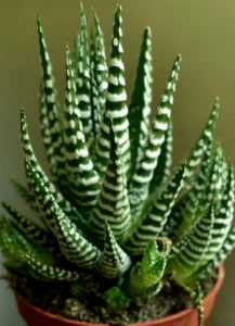 Haworthia: 