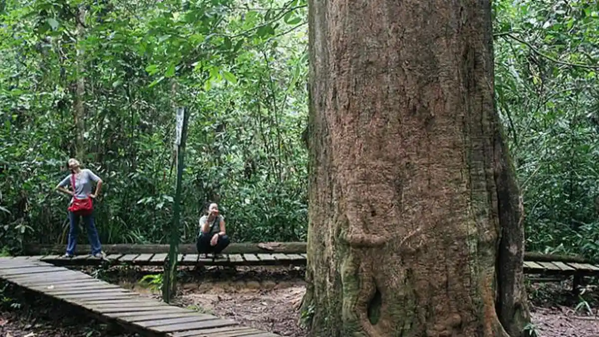 Pohon Ulin: Kayu Besi Kebanggaan Hutan Kalimantan