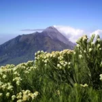 Edelweiss: